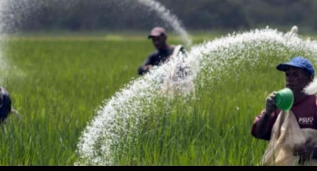 යූරියා මෙට්‍රික් ටොන් 20,000ක නැවක් හෙට කොළඹට